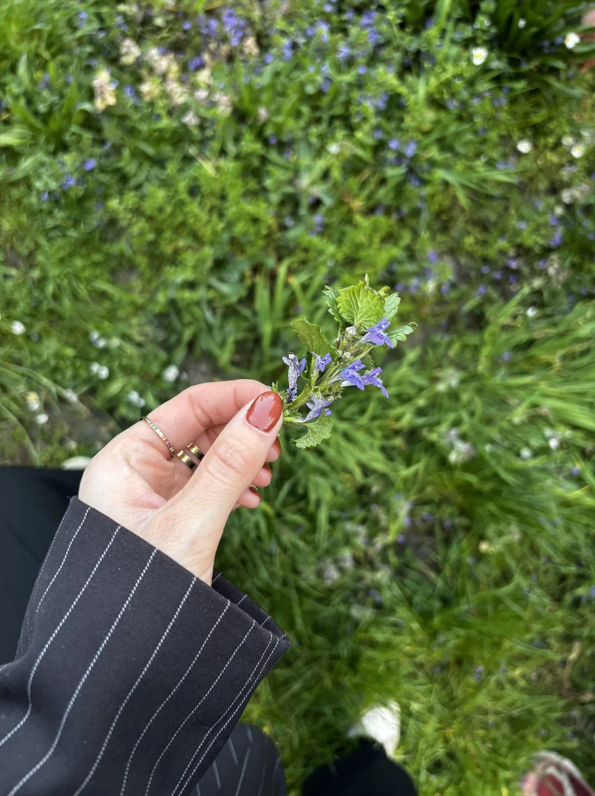 Main tenant un brin de fleurs bleues cueilli dans un jardin