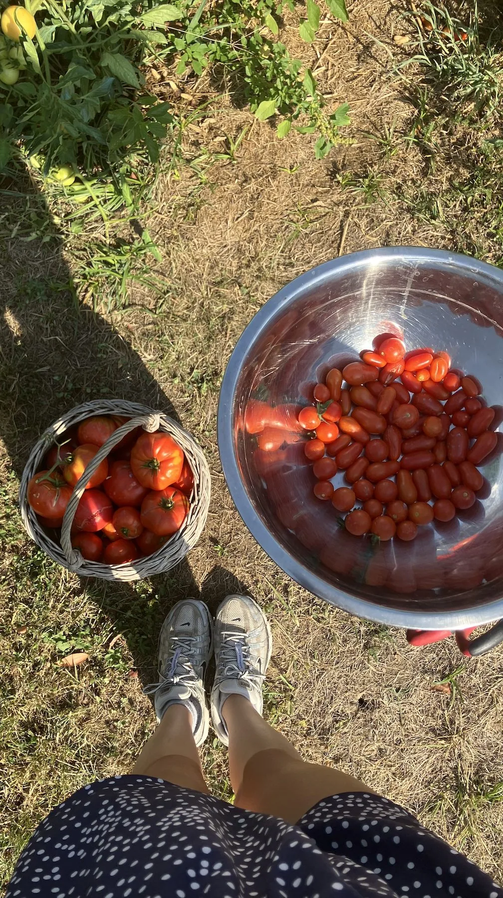 Récolte de tomates cerises fraîches du potager dans des bols en inox